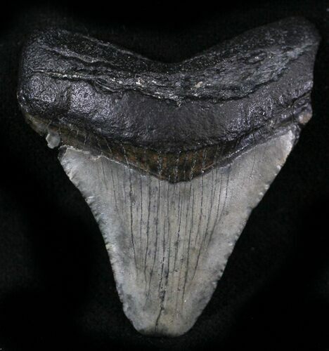 Juvenile Megalodon Tooth - South Carolina #25701